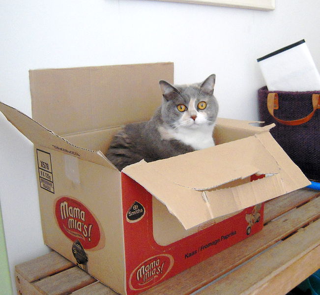 651px-Cat_in_a_big_box